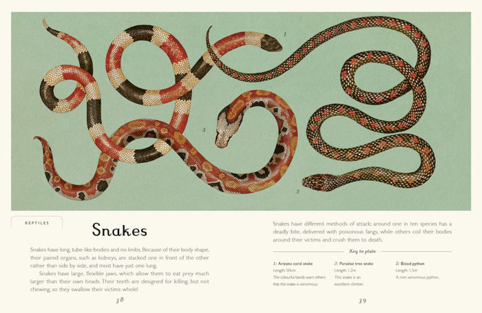 Book - Animalium - Spread 2