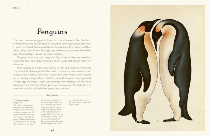 Book - Animalium - Spread 3