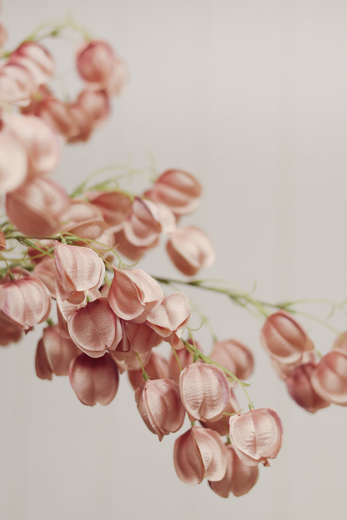 Lantern Flower Stem