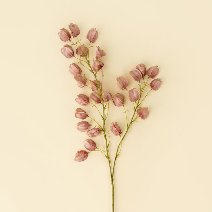 Lantern Flower Stem