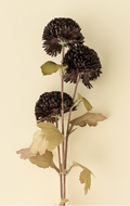 Pom Pom Floral Spray - Midnight