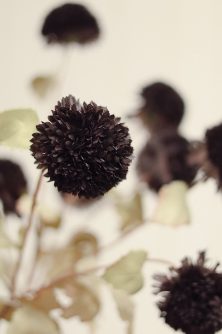 Pom Pom Floral Spray - Midnight