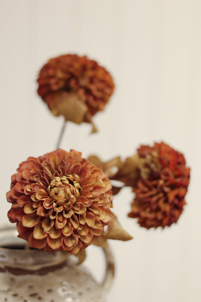 Pompon Dahlia Stem