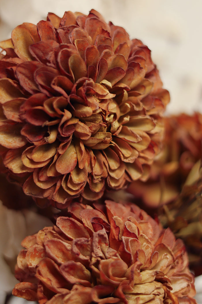 Pompon Dahlia Stem