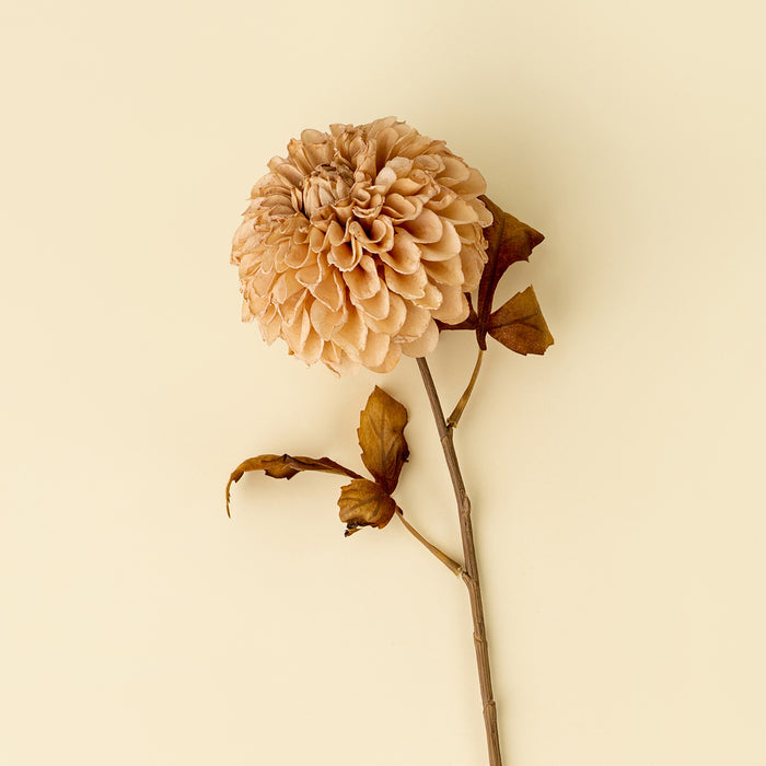 Pompon Dahlia Stem