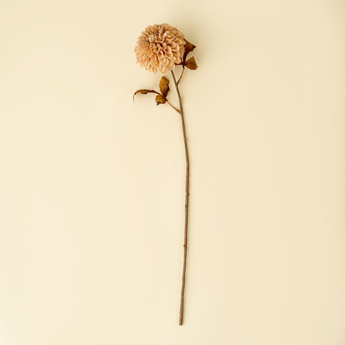 Pompon Dahlia Stem