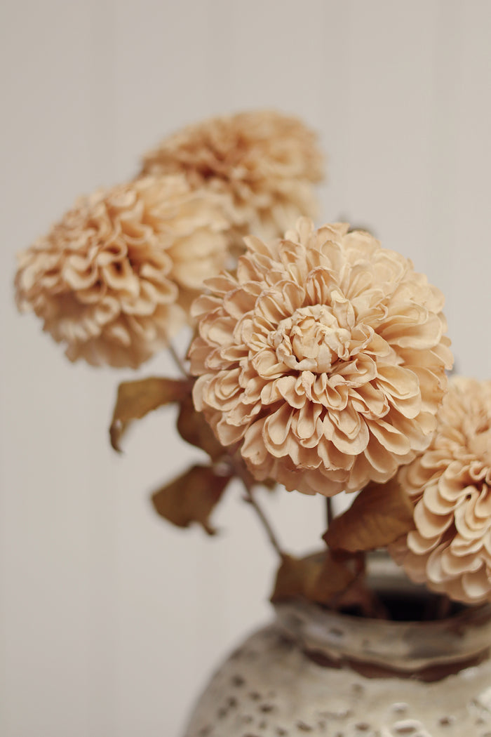 Pompon Dahlia Stem