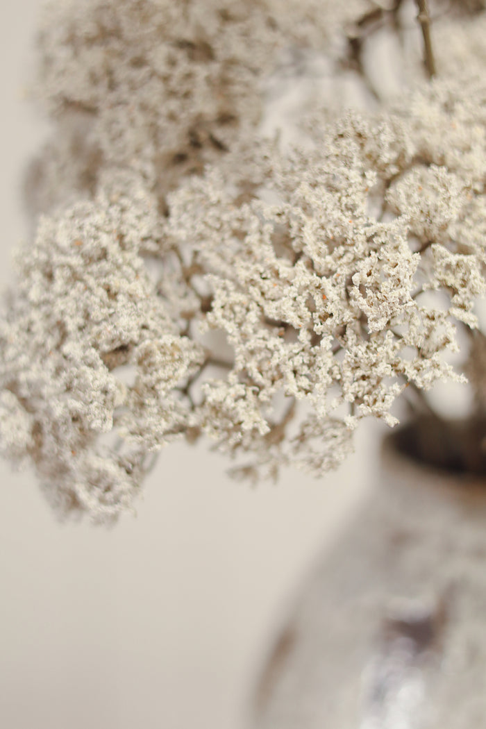 Queen Anne's Lace Spray