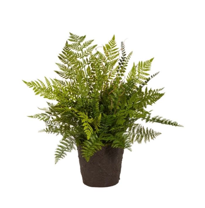 Raz Fern Plant Drop In