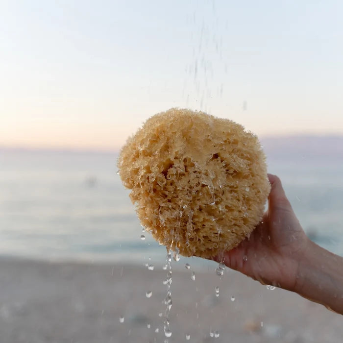Hand holding a sea sponge over water with a blurred beach background