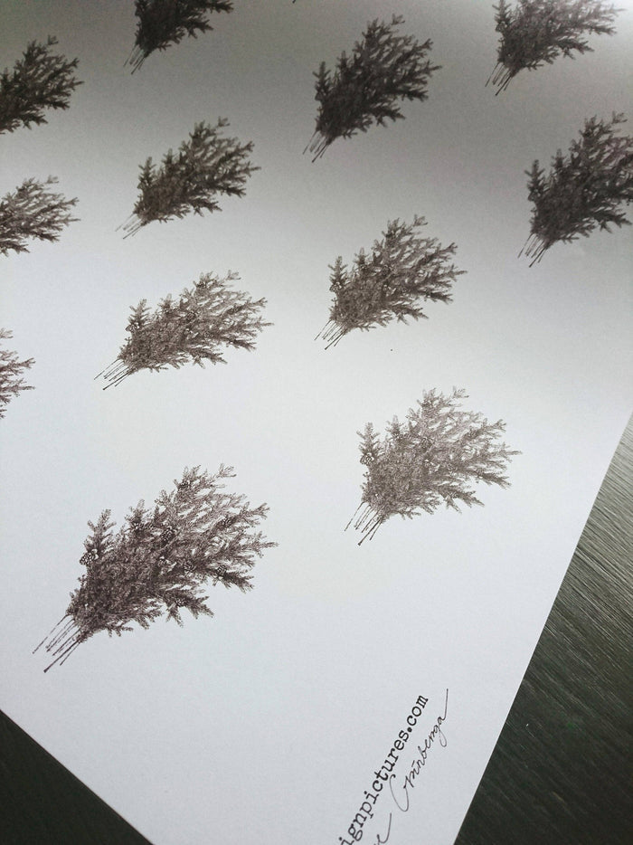Set Of 3 Pieces Spruce Branches White Wrapping Paper - Magnolia Lane co. Home + Garden + Gift