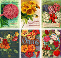 Vintage Seeds Flowers Roses Mini Matchbox